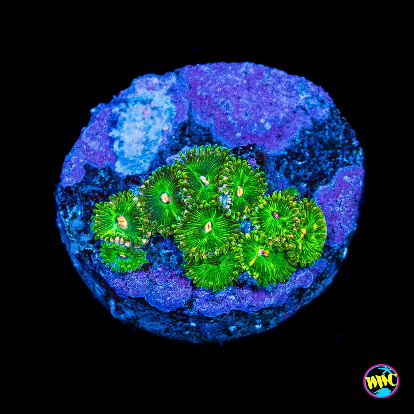 WWC Pine Nutz Zoanthids