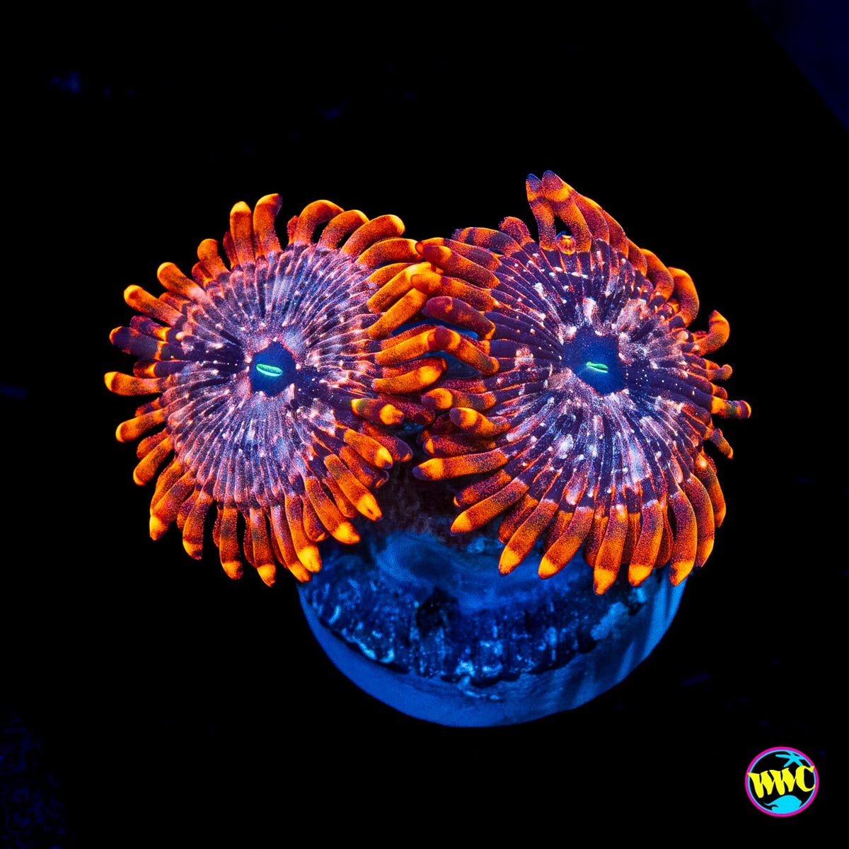 Utter Chaos Zoanthids