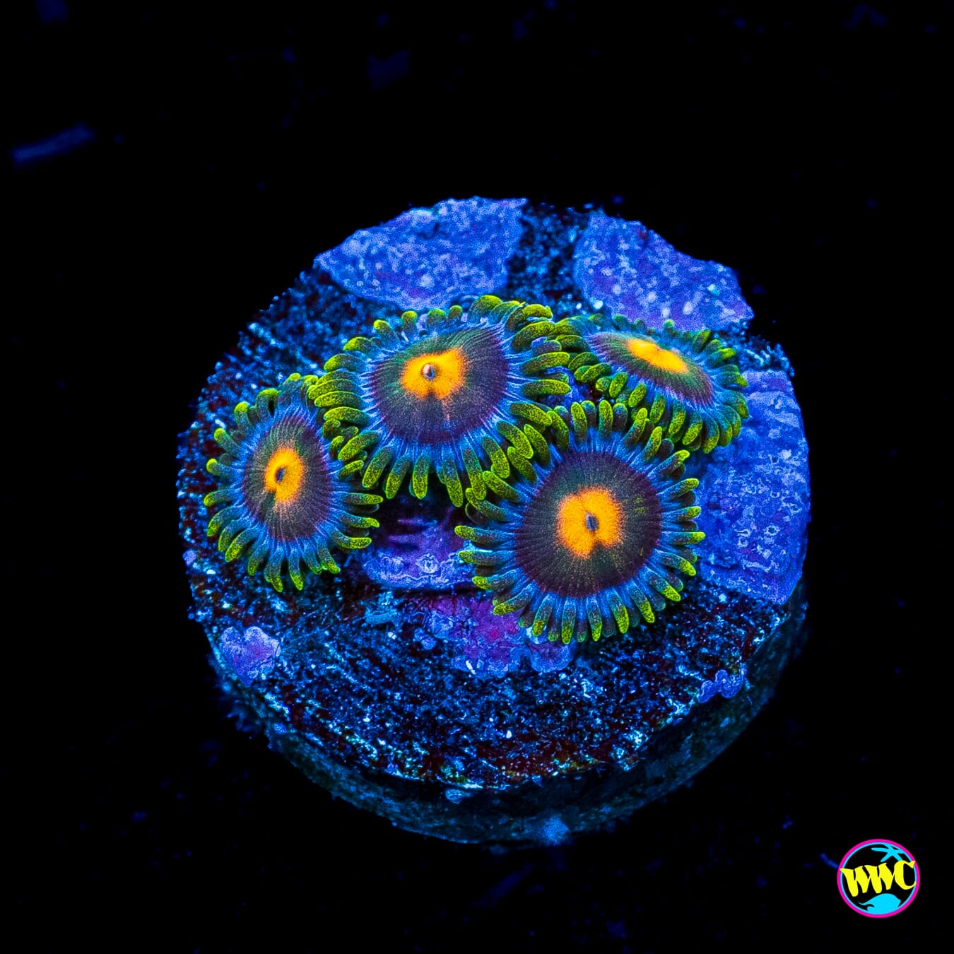 Blue Pinwheel Zoanthids