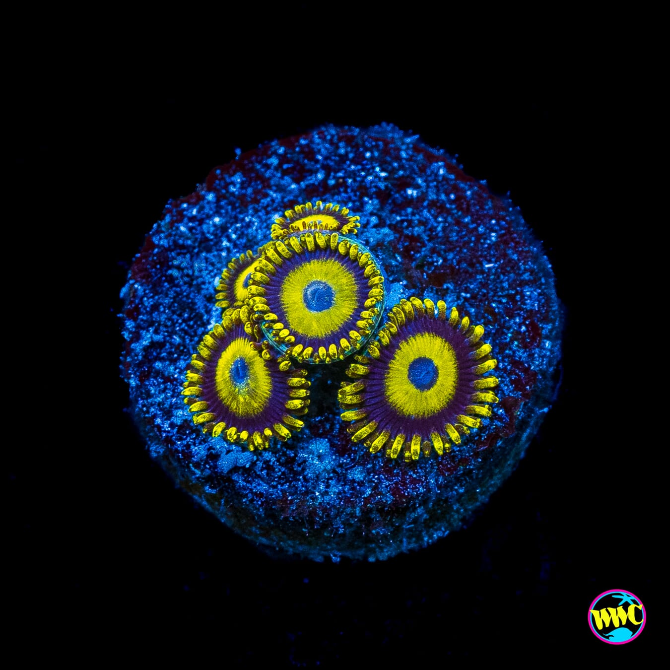 LA Lakerz Zoanthids