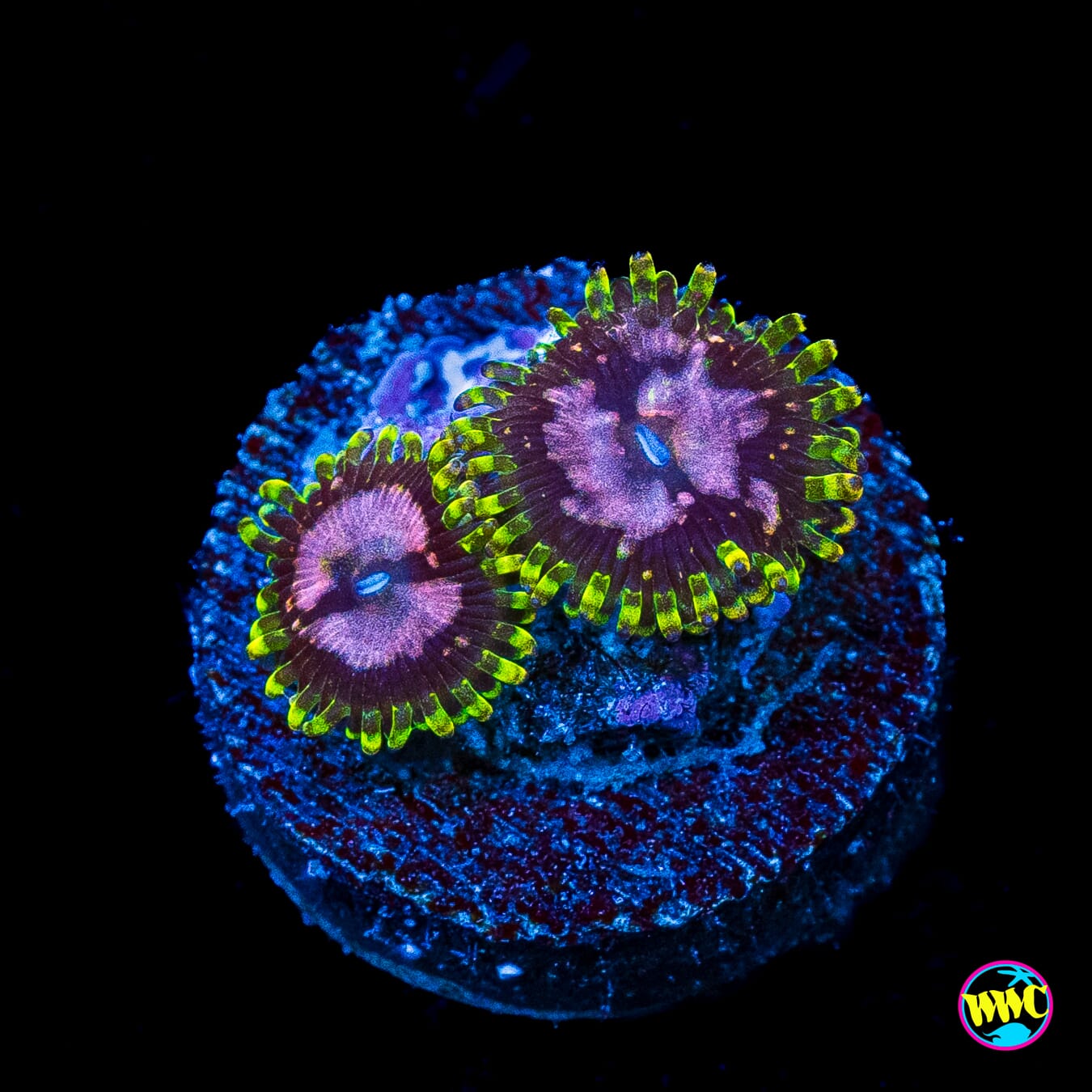 WWC Purple Monsters Zoanthids