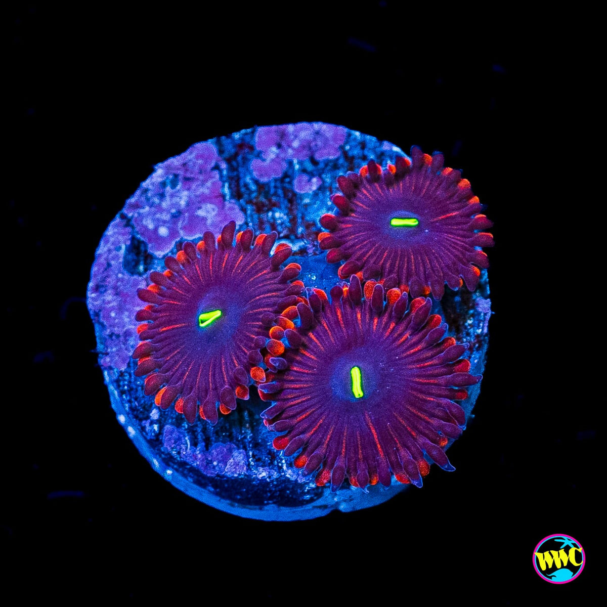 Wannabe RPE Zoanthids
