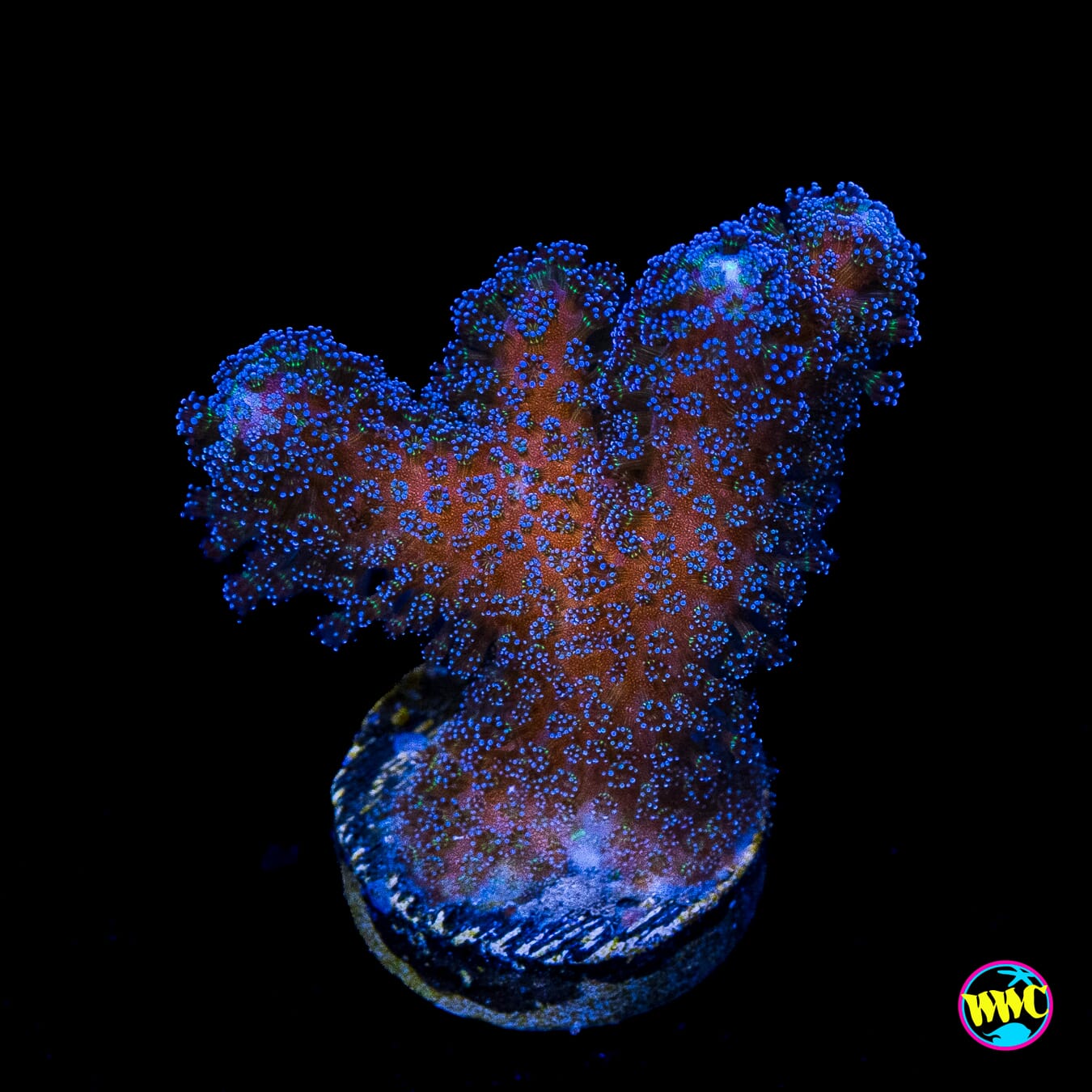 WWC Blue Stylophora