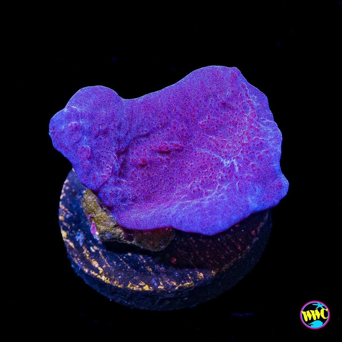 Purple Plating Sponge
