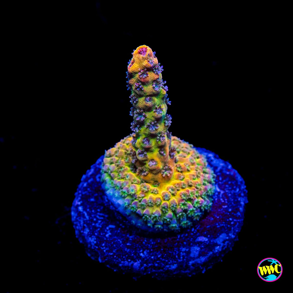 Tyree Pink Lemonade Acropora