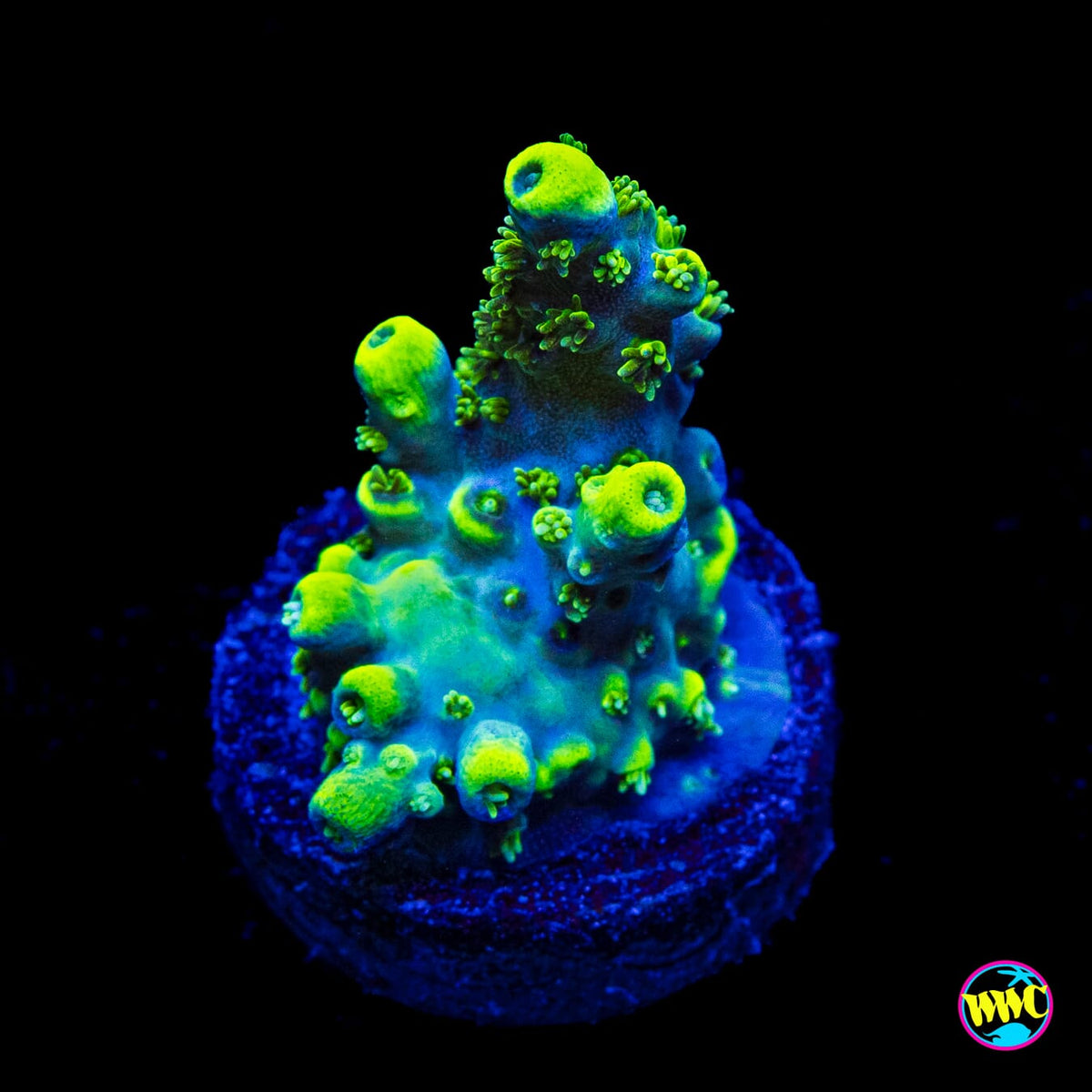 WWC Shark Attack Acropora
