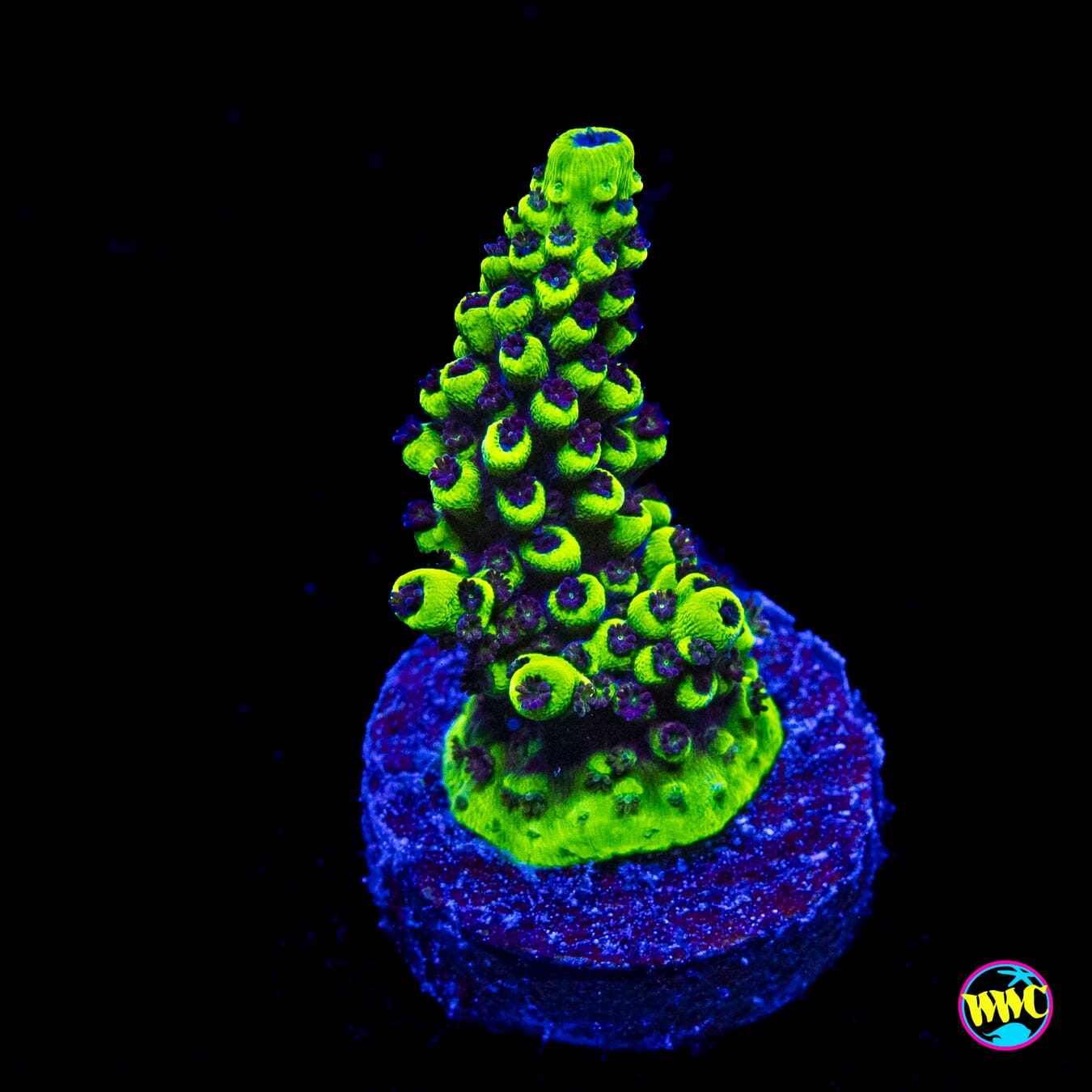 WWC Goblin Acropora