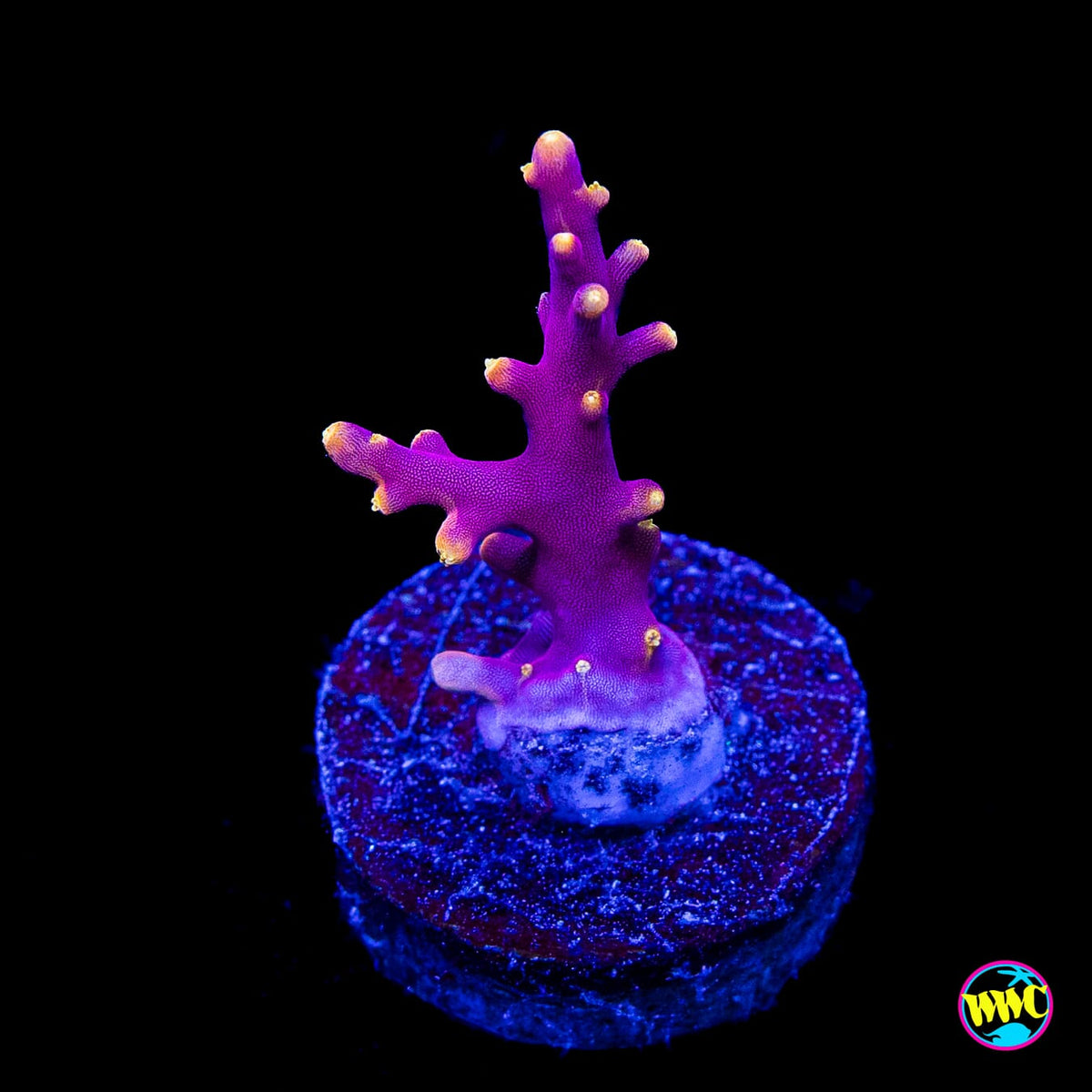 WWC Little Red Ferrari Acropora