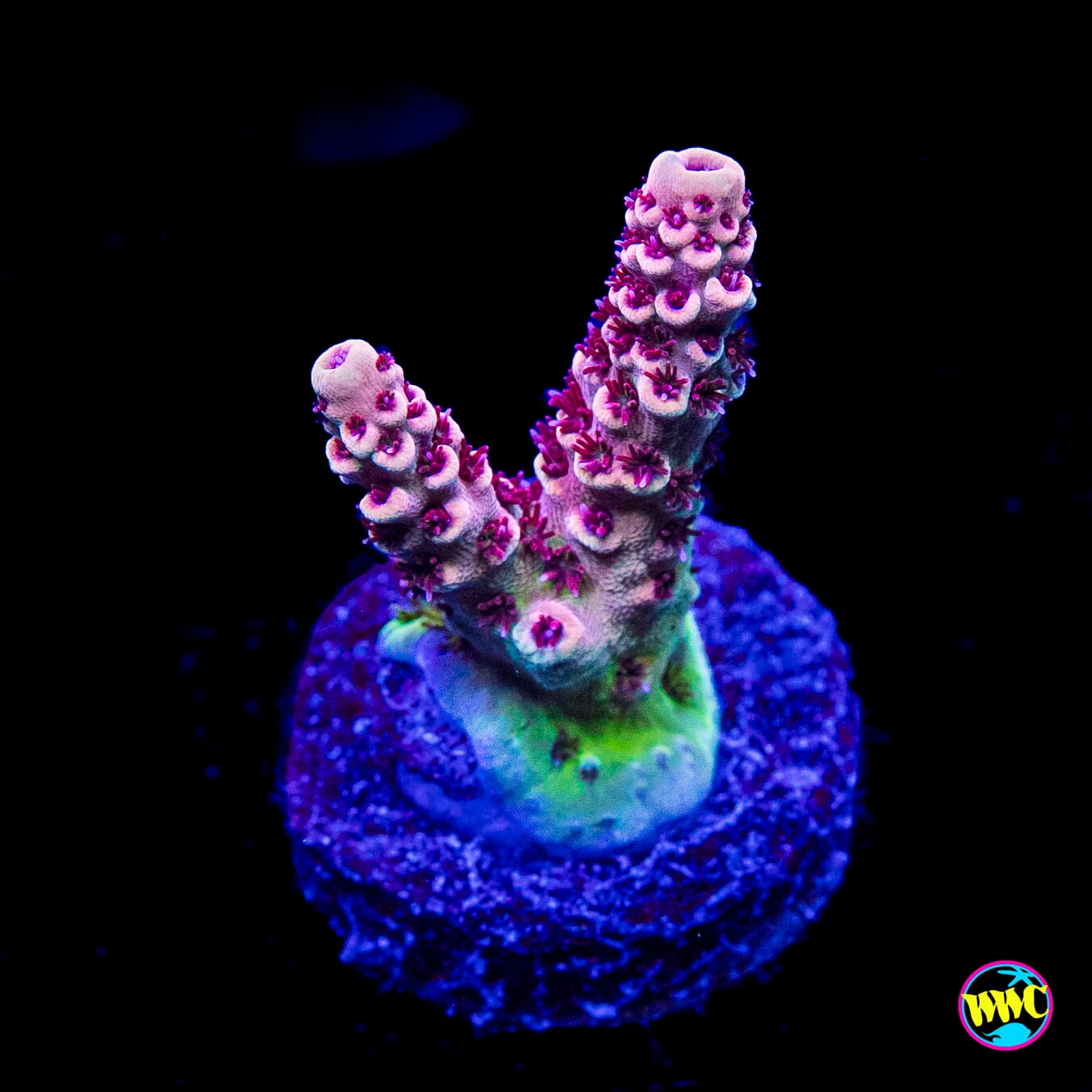 WWC Dragon Slayer Acropora