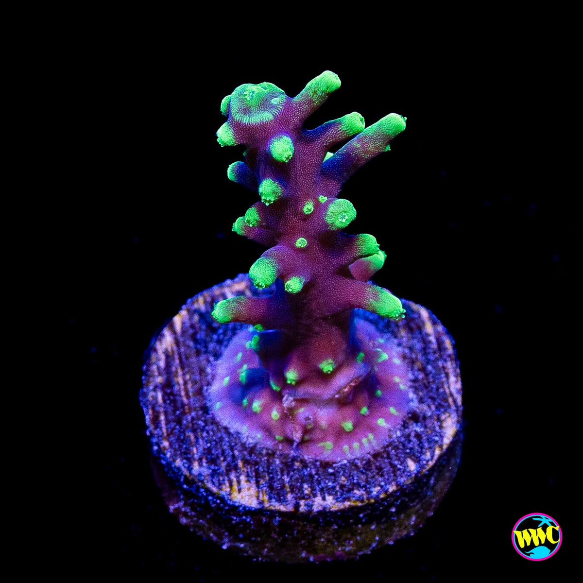 WWC Moonshine Acropora