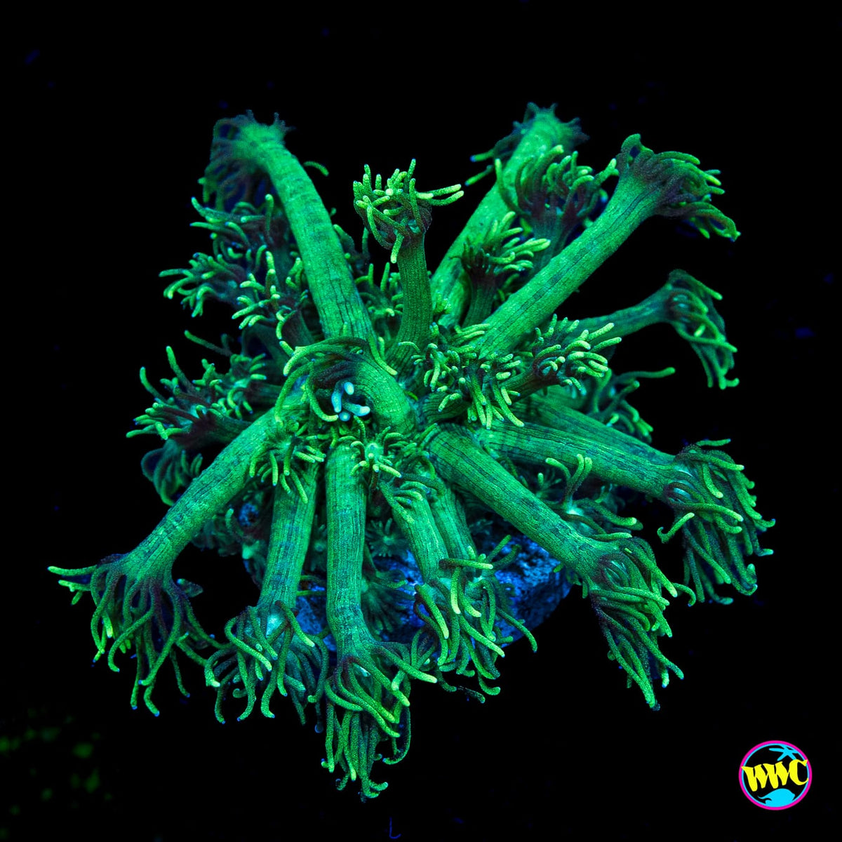 Minty Fresh Goniopora
