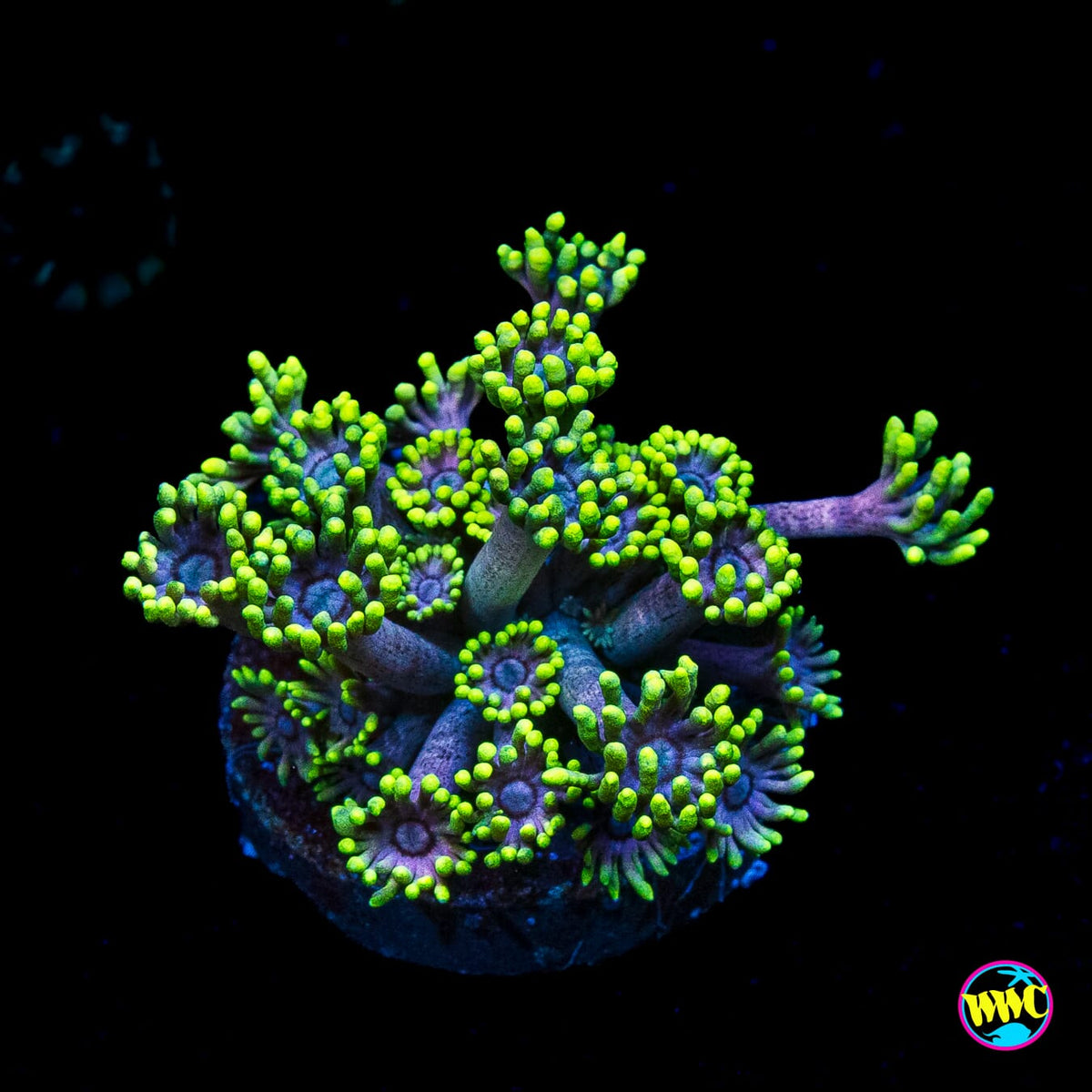 WWC Hail Hydra Goniopora
