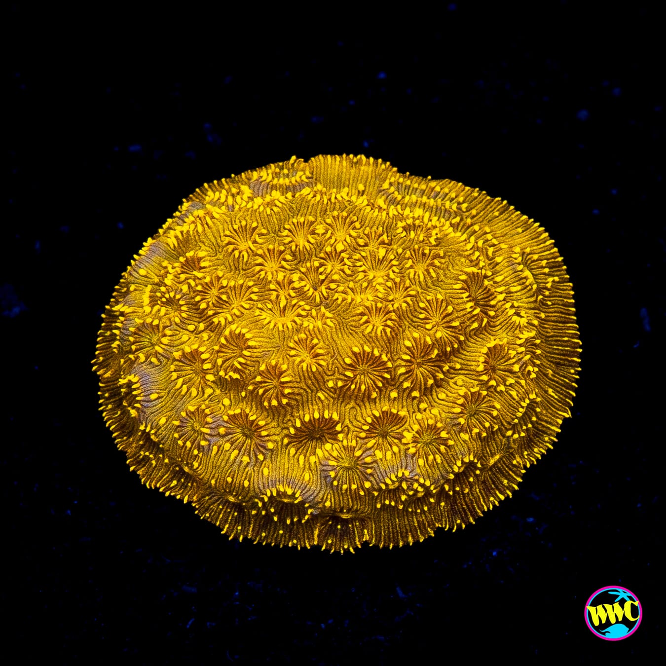 WWC Golden Pavona