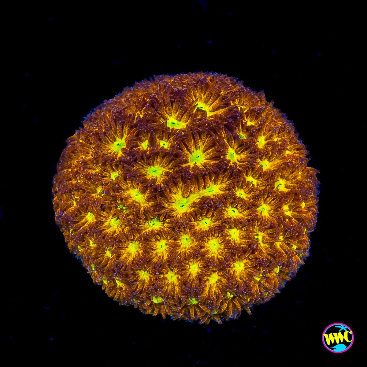 WWC Burning Leptastrea