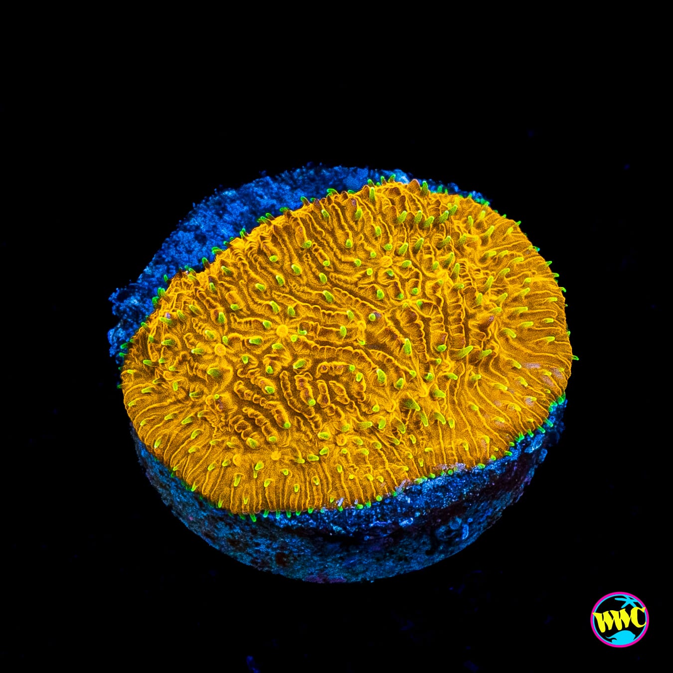 WWC Honeysickle Lithophyllon
