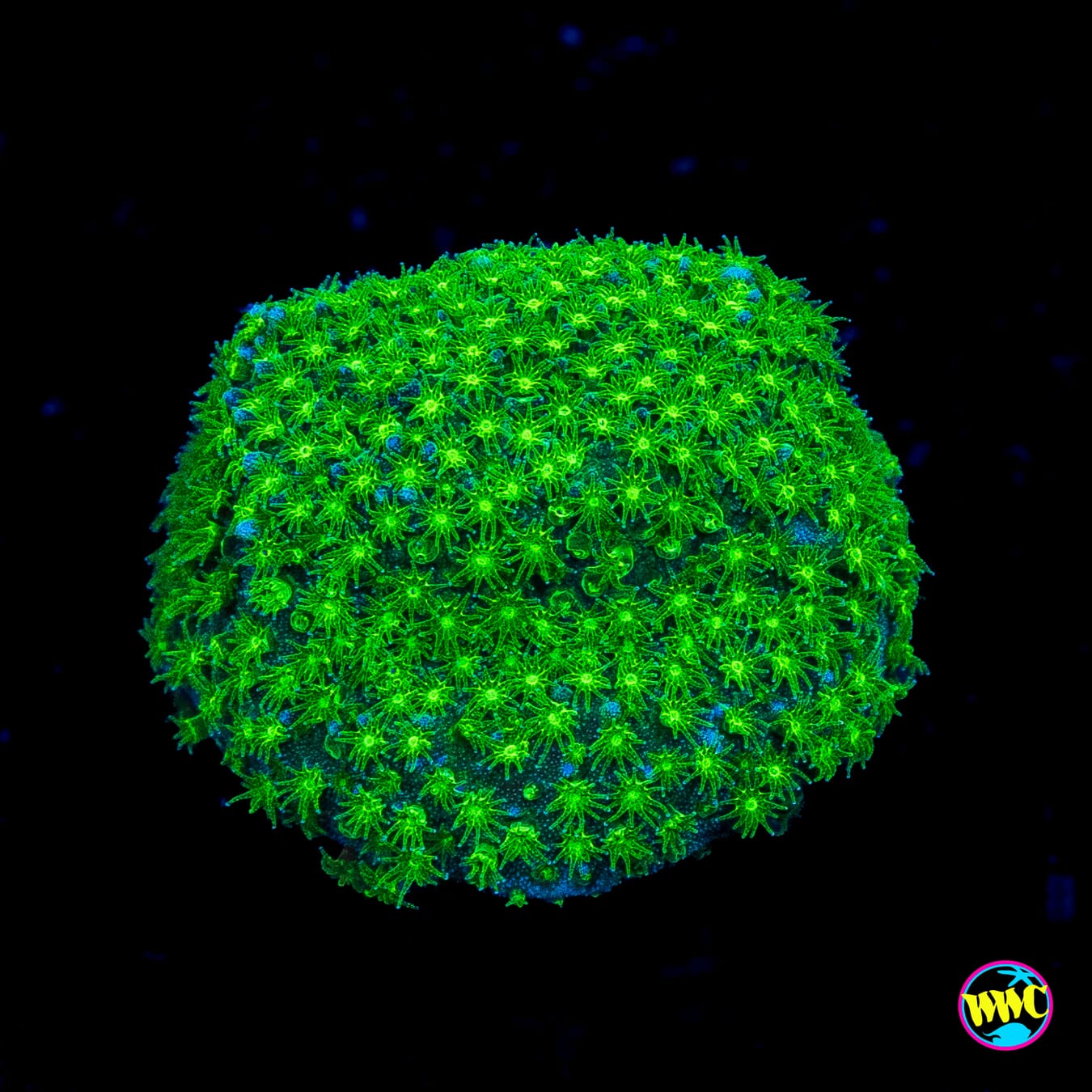 WWC Night Vision Stylocoeniella