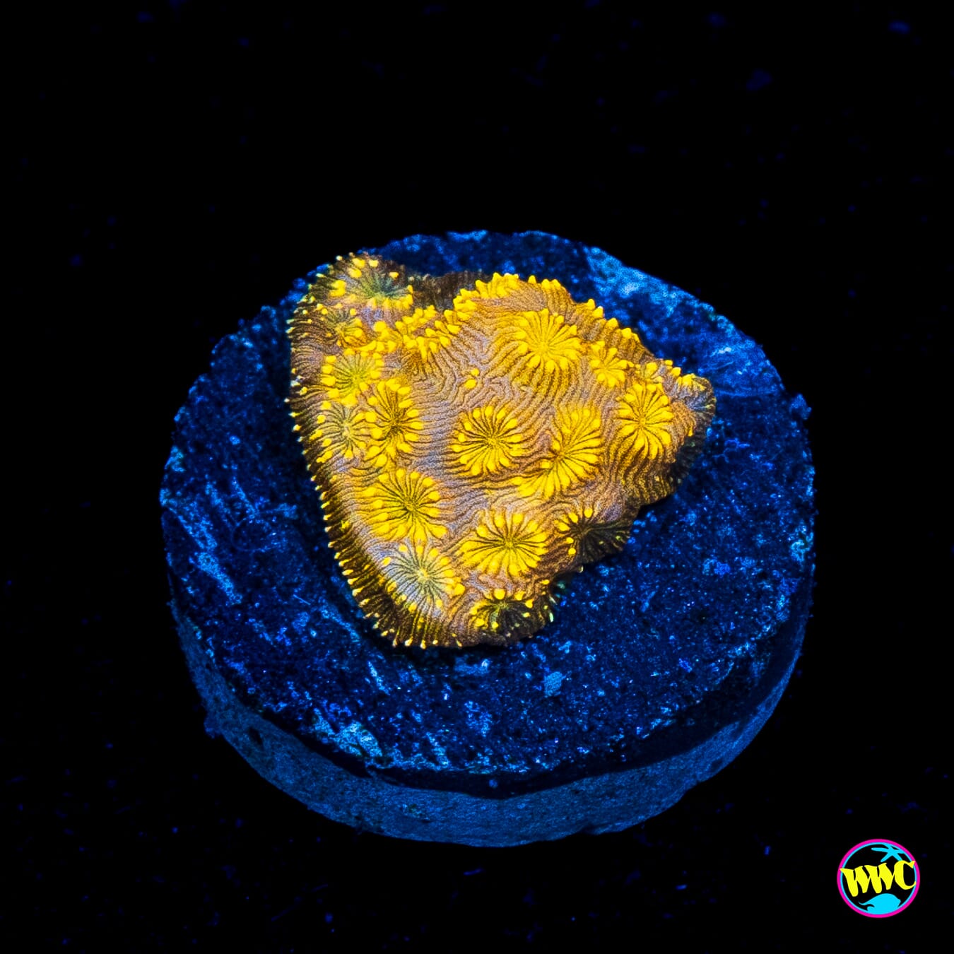 WWC Copper Pavona