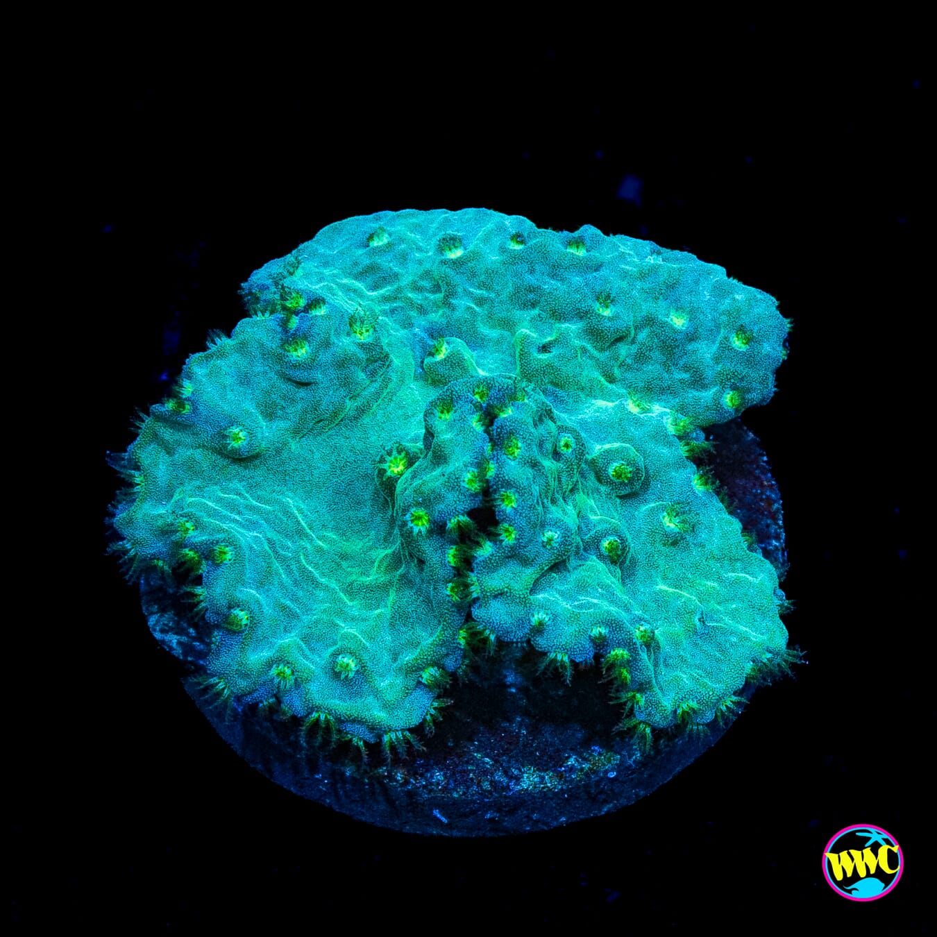 Teal Cabbage Leather