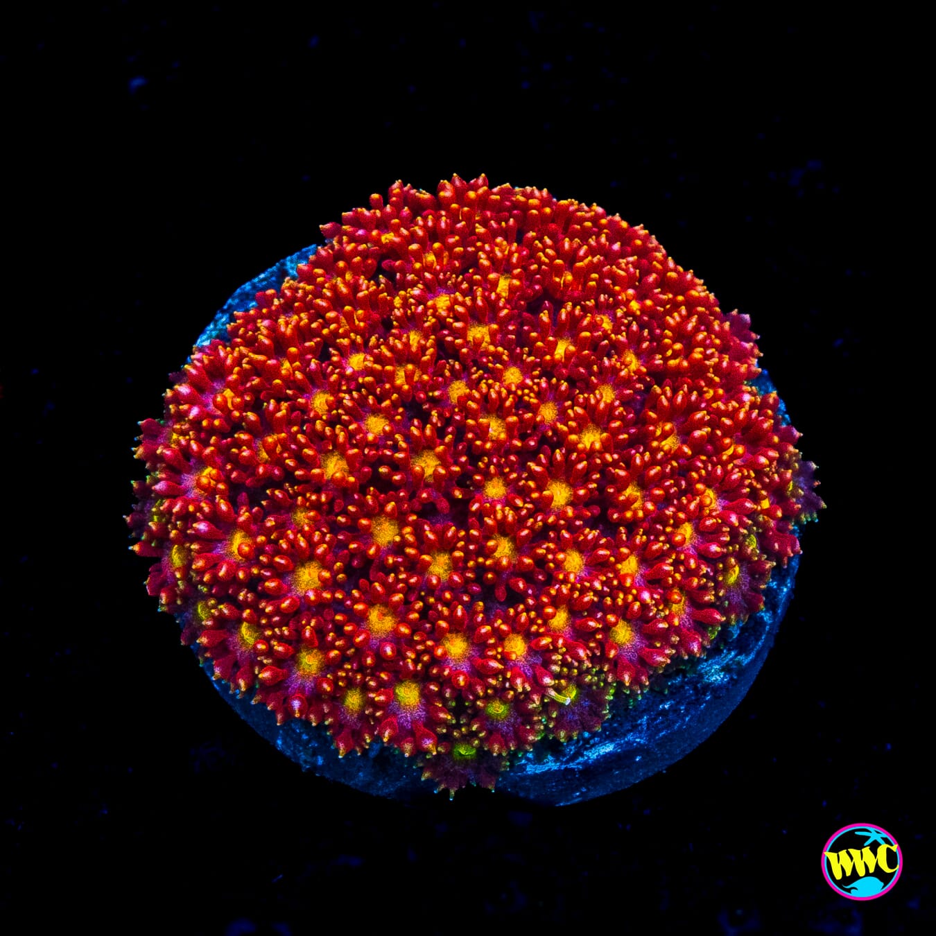 WWC Flame Tongue Micro Goniopora