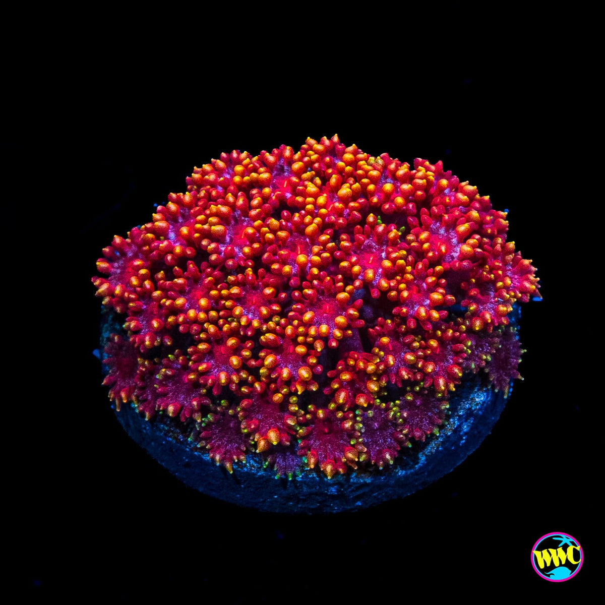 WWC Mai Tai Micro Goniopora