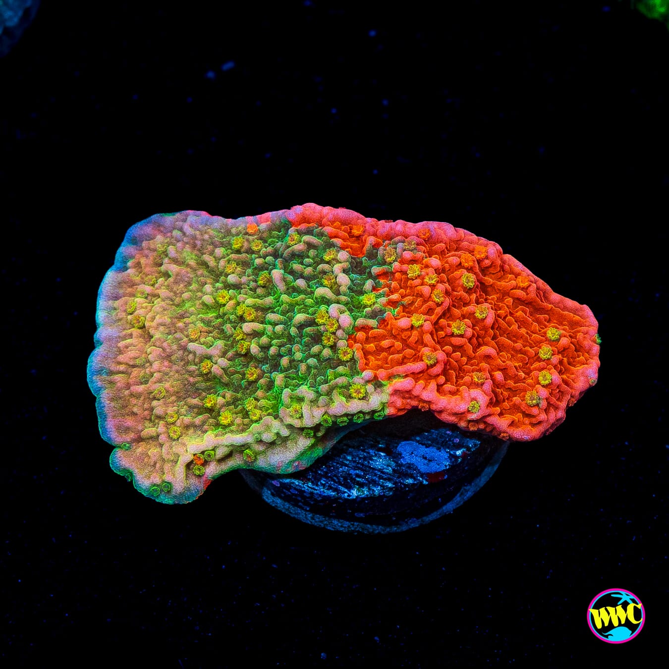 WWC Sunfire Grafted Cap Montipora