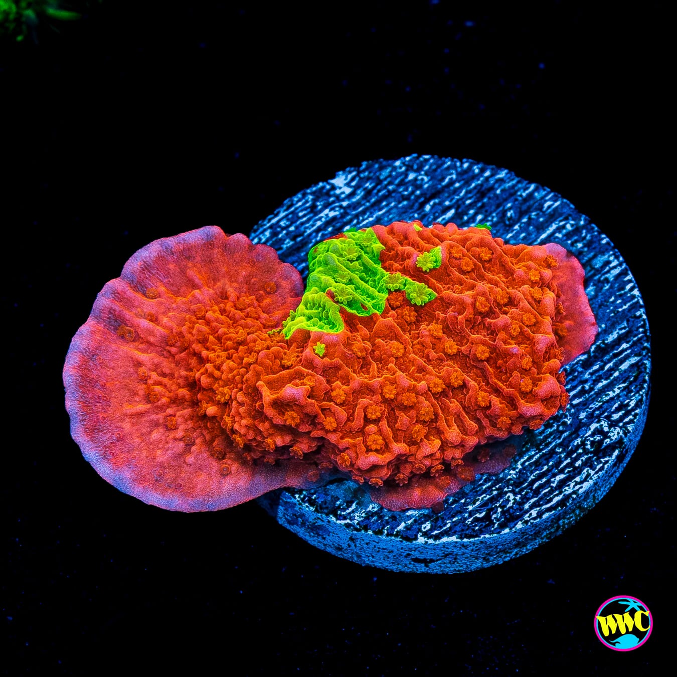 WWC Jaw Breaker Grafted Montipora