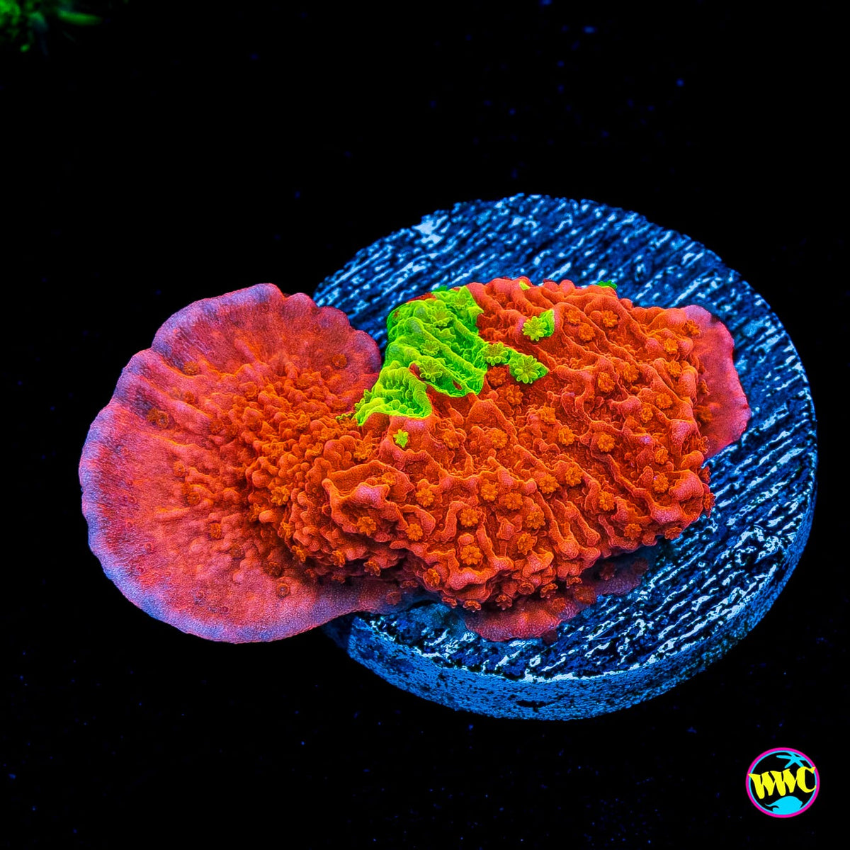 WWC Jaw Breaker Grafted Montipora