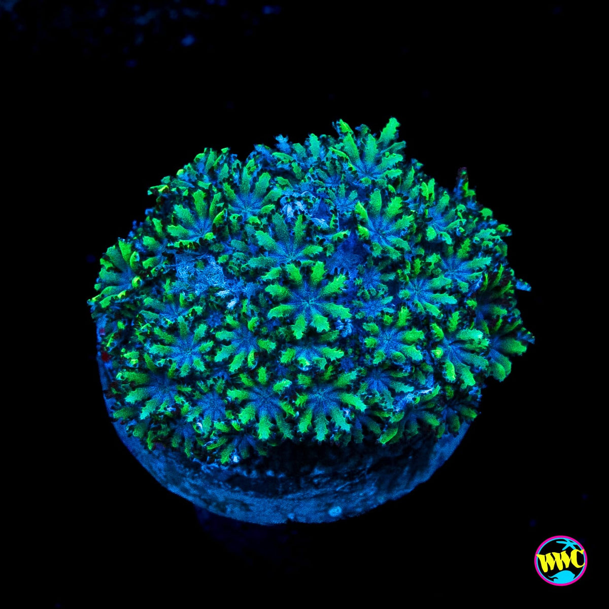 WWC Blue Sympodium