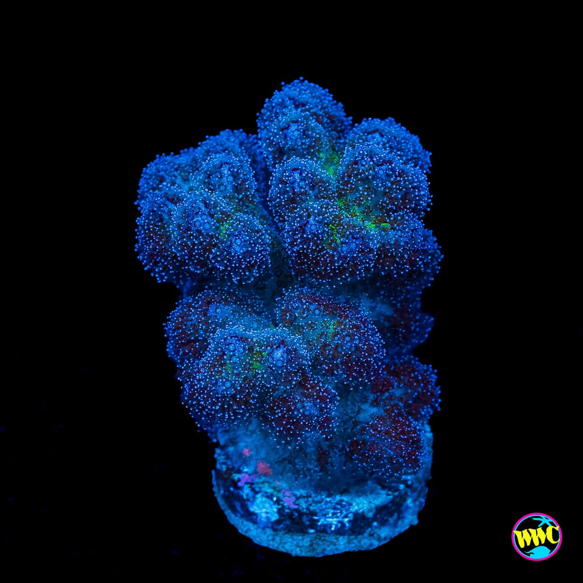 WWC Rainbow Pocillopora