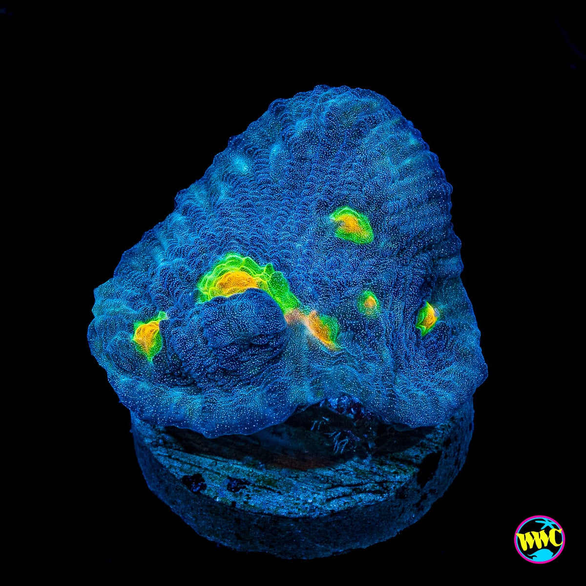 Skysplitter Mycedium Chalice