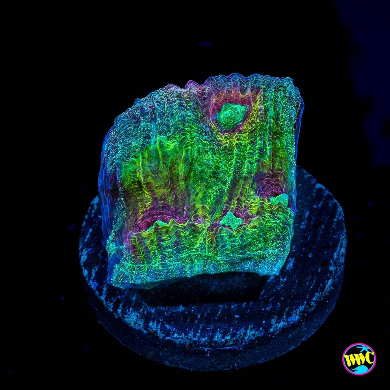 Mysterioso Mycedium Chalice