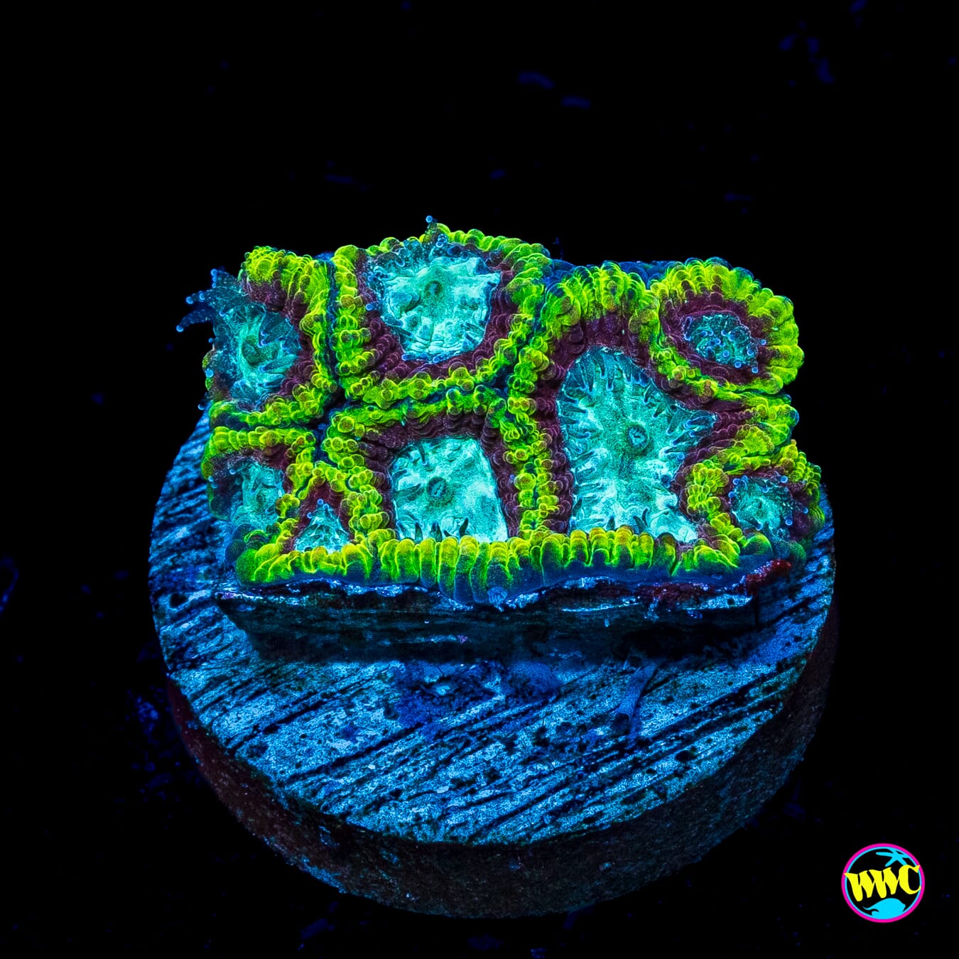 WWC Megatron Favia