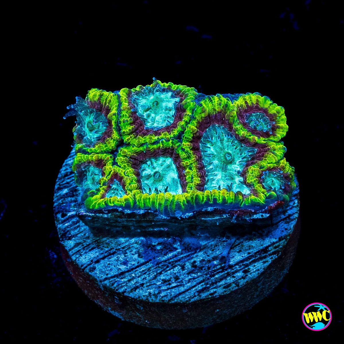 WWC Megatron Favia