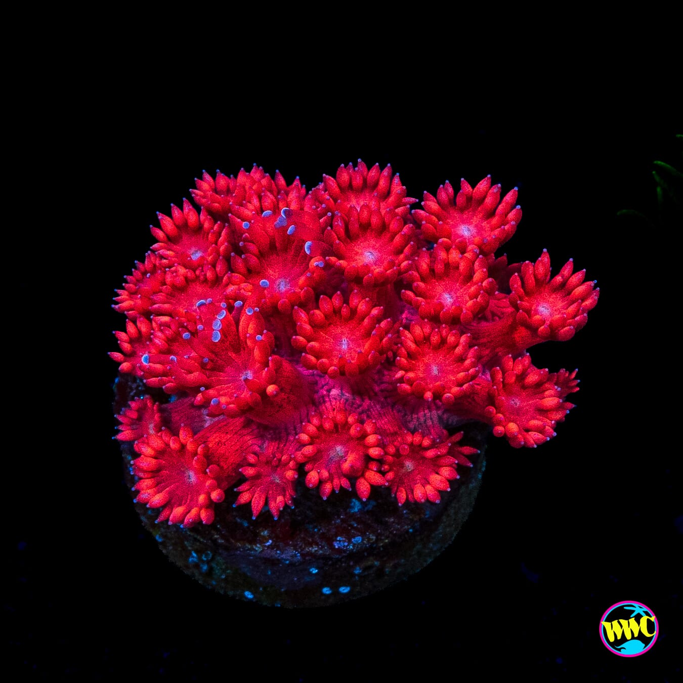 WWC Cherry Red Goniopora