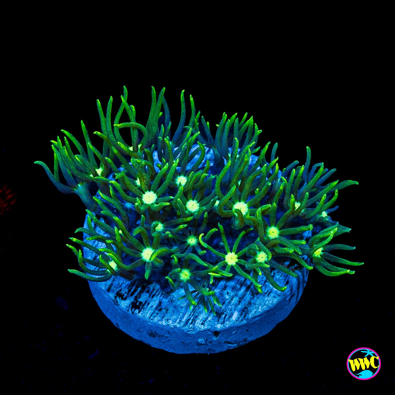 Neon Green Star Polyps
