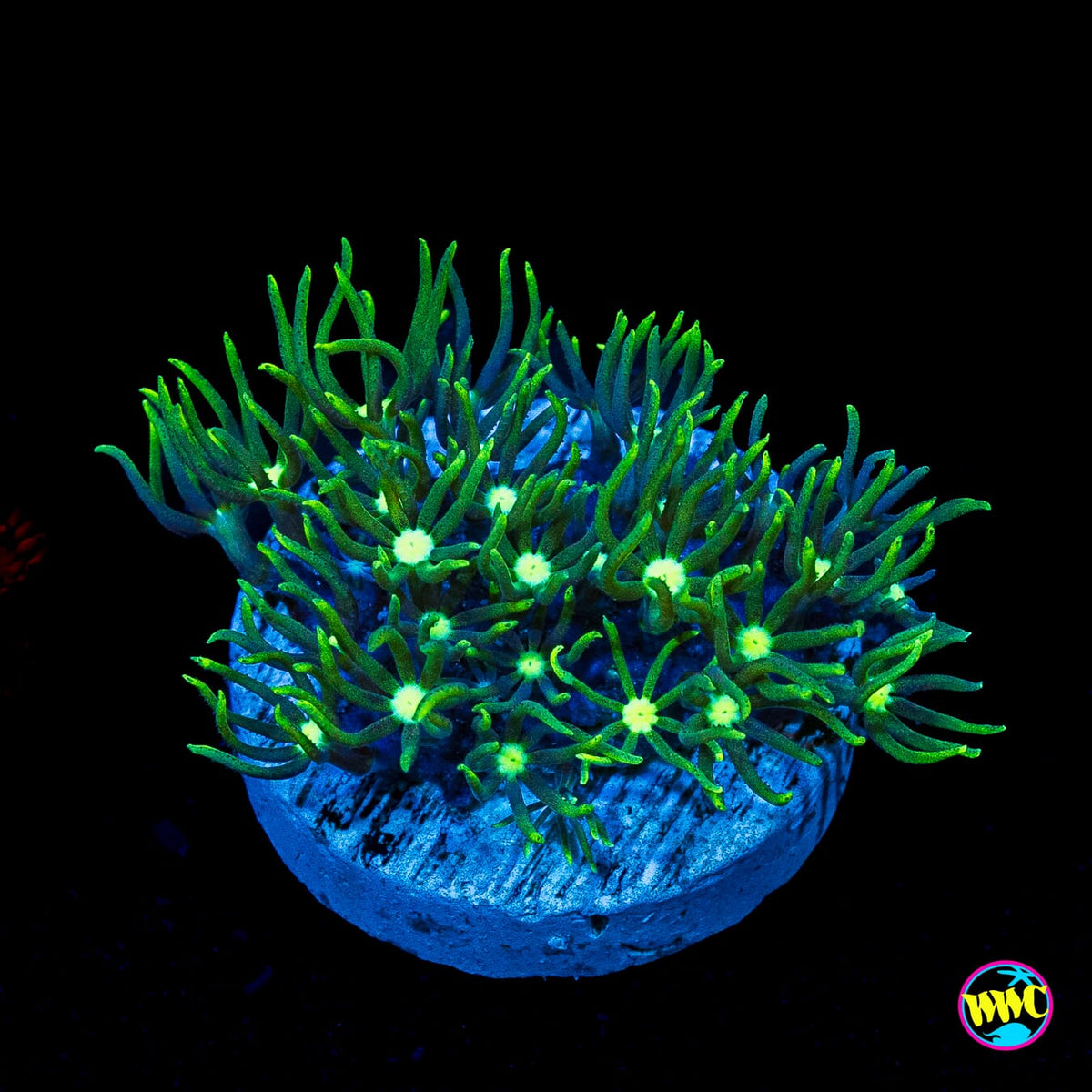 Neon Green Star Polyps