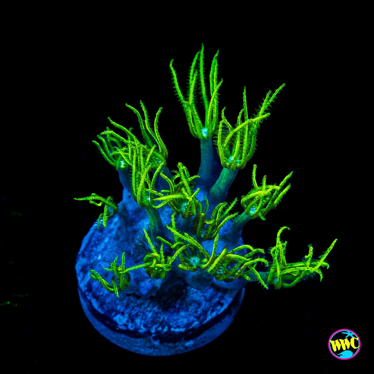 WWC Sizzling Star Polyps