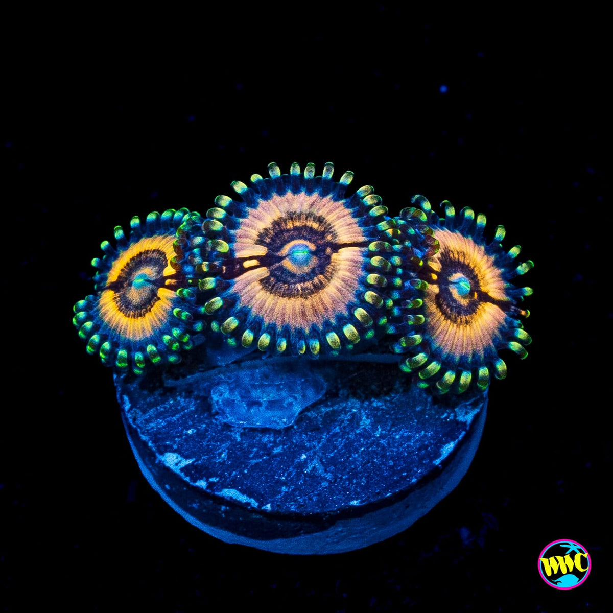 Petroglyph Zoanthids