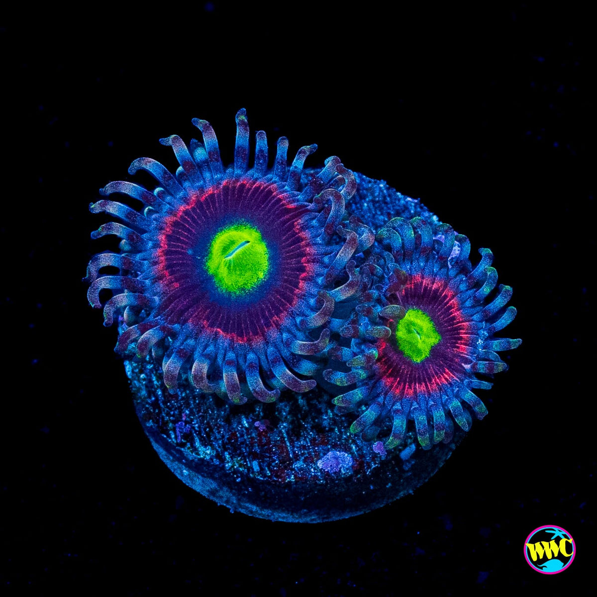 Pink Ring of Death Zoanthids