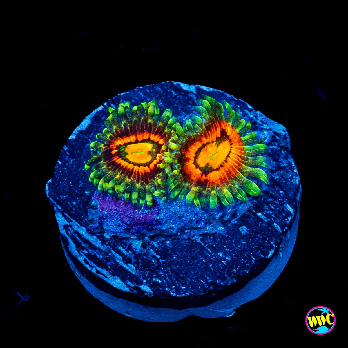 Rainbow Incinerator Zoanthids
