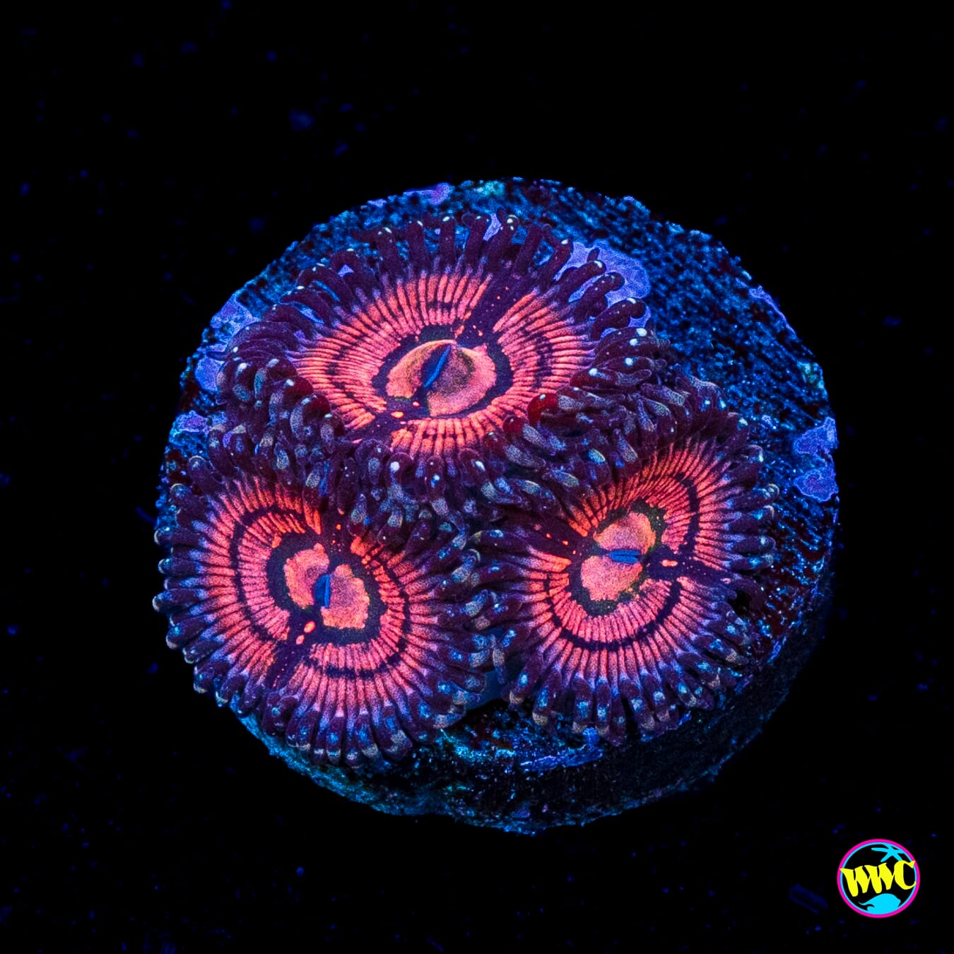 WWC Van Damme Zoanthids