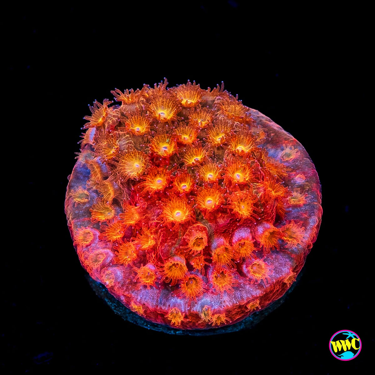 WWC Grafted Hi-Cee Cyphastrea