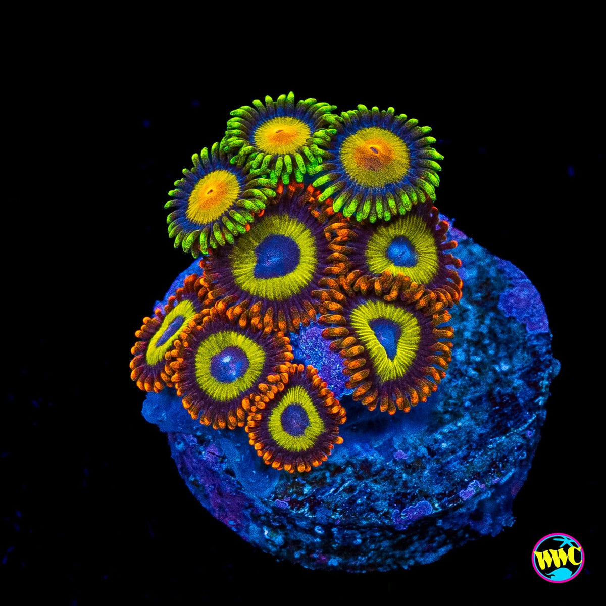 WWC Queen Midas and Fruit Loopz Combo Zoanthids