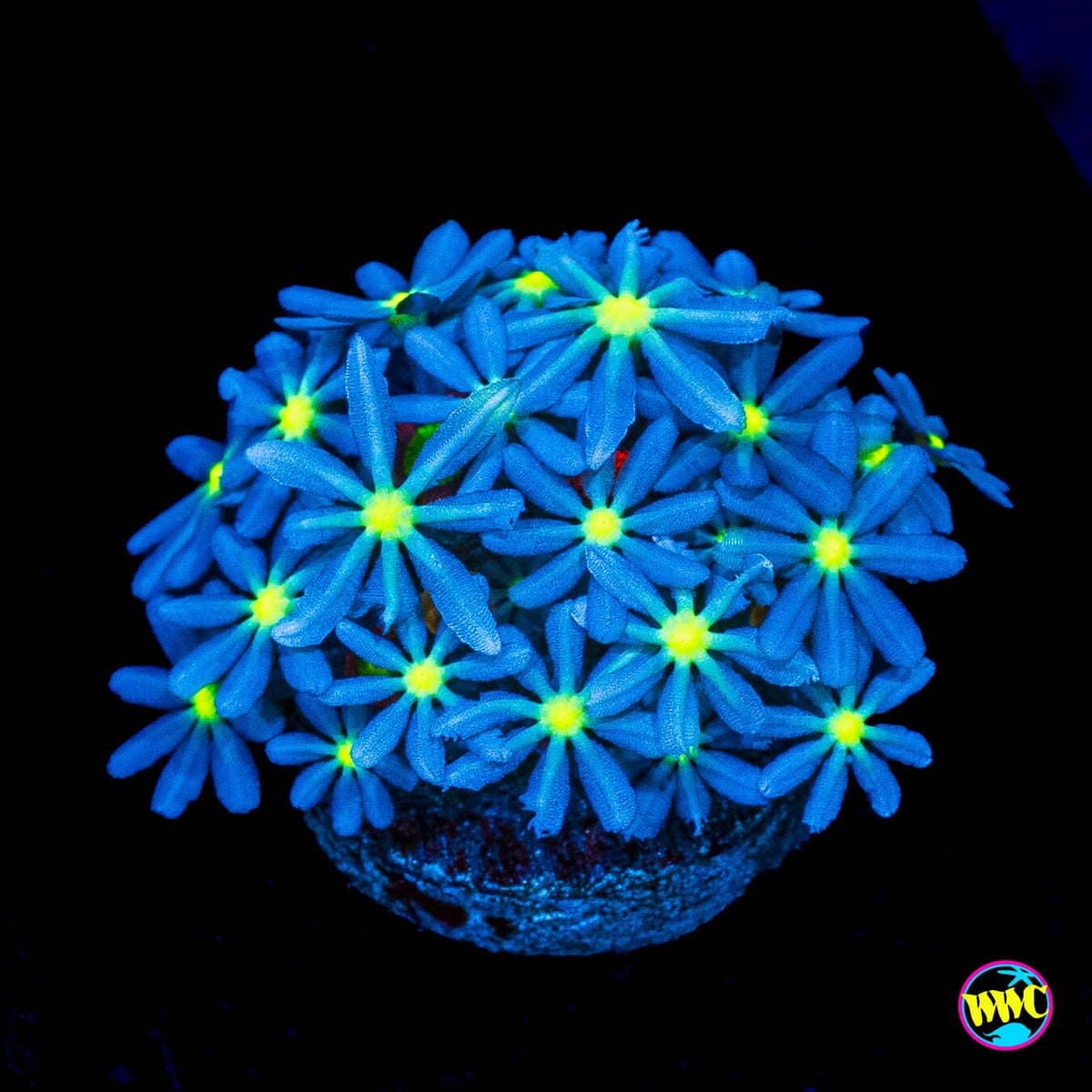 WWC Midnight Daisy Polyps