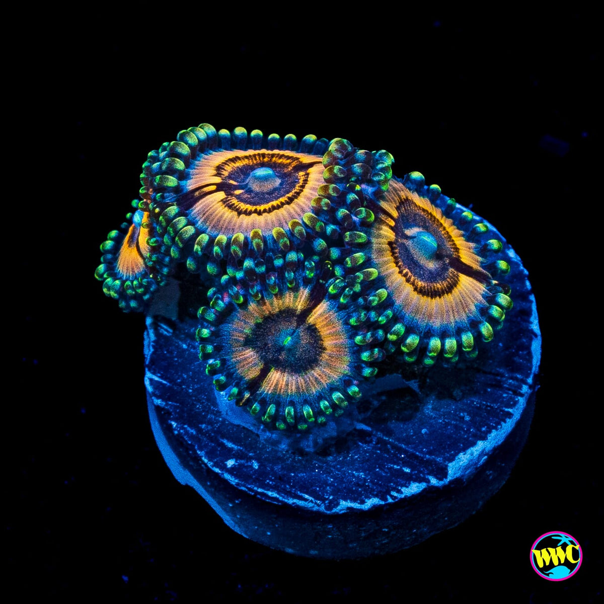 Petroglyph Zoanthids