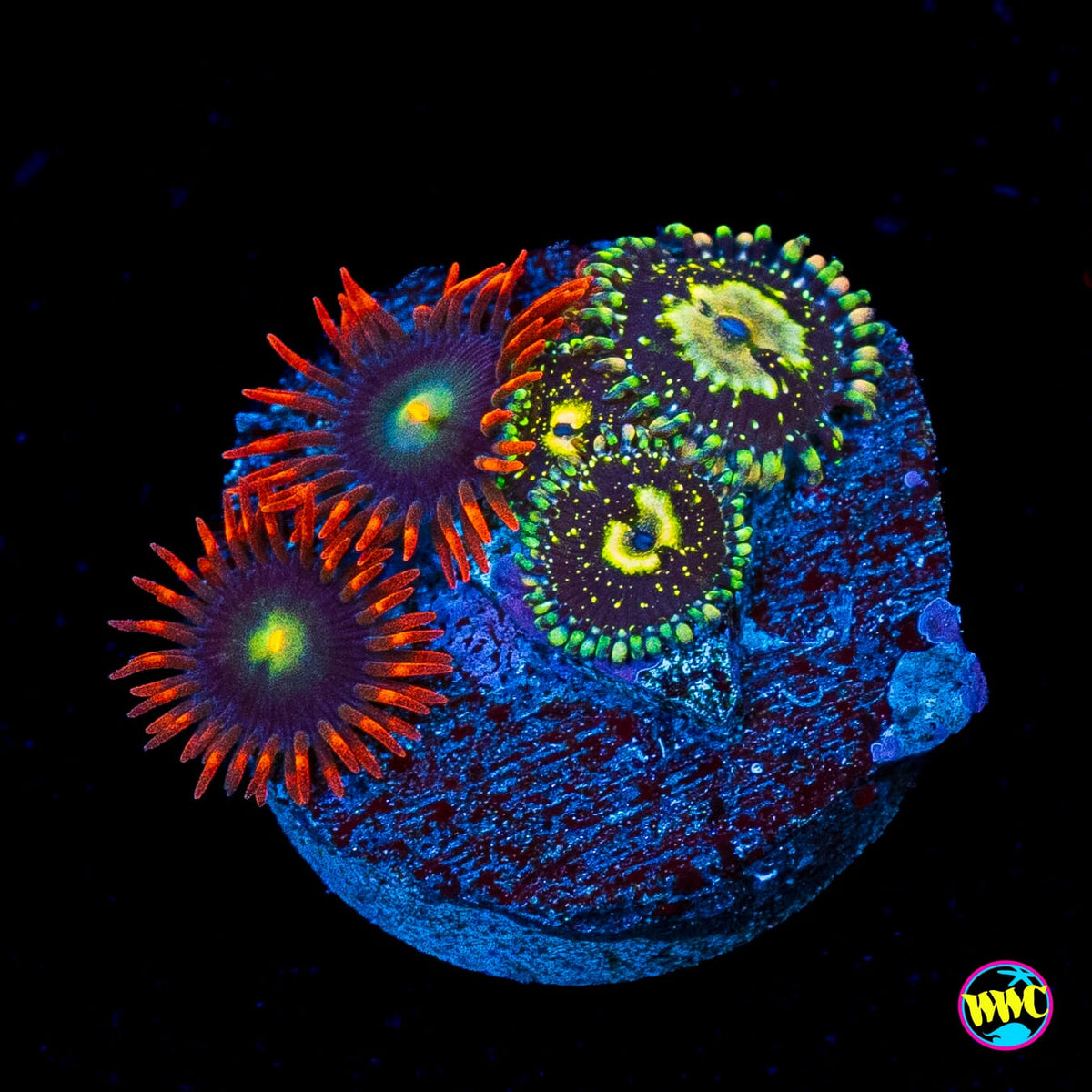 Grim Reaper and WWC Wildfire Combo Zoanthids