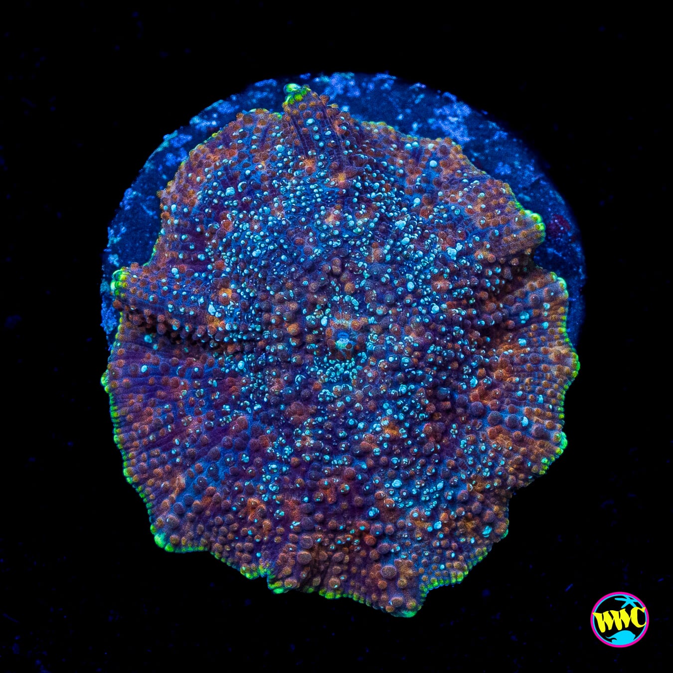 Bronze Iguana Disco Mushroom