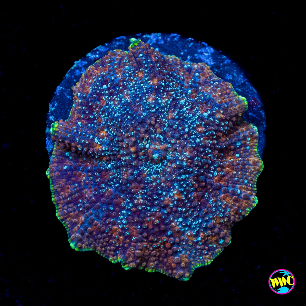 Bronze Iguana Disco Mushroom