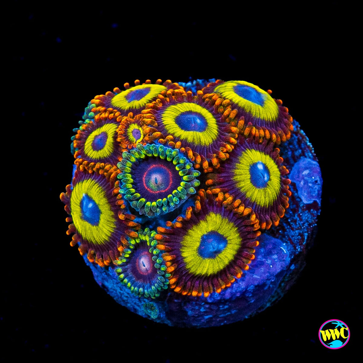 WWC Evil Hearts and Fruit Loopz Combo Zoanthids