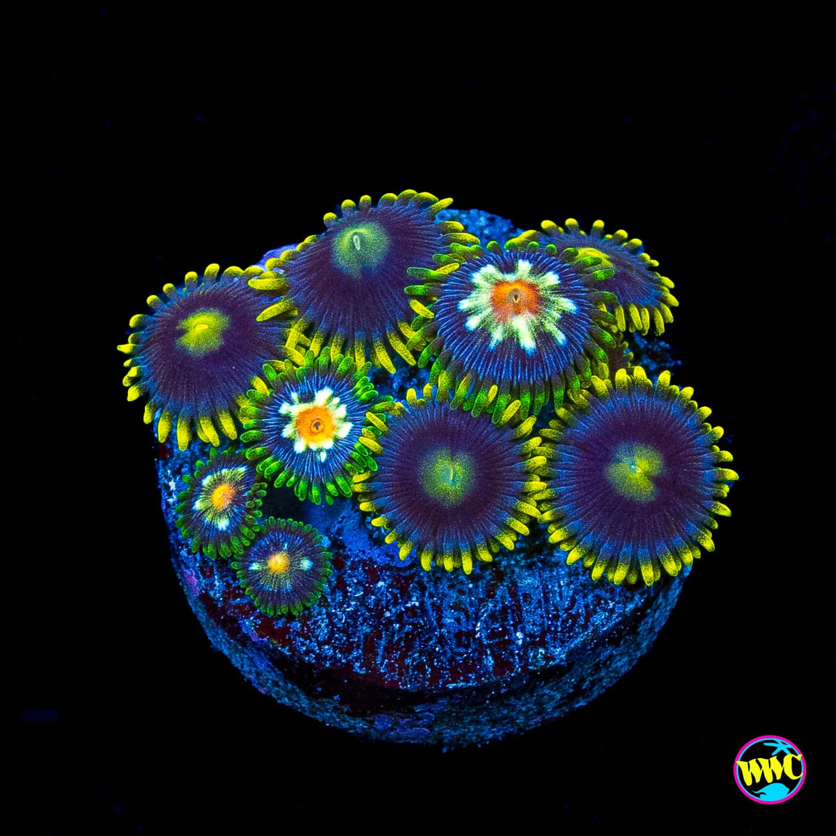 Jason Fox Stargazer and Blueberry Fields Combo Zoanthids